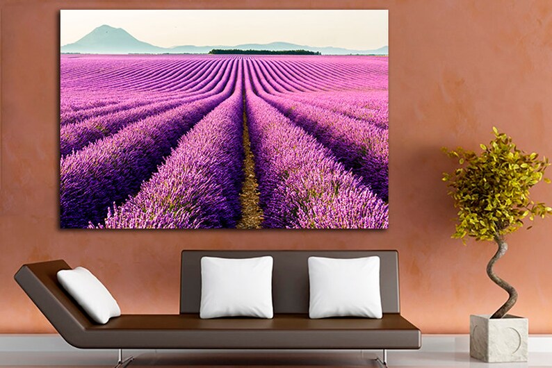 May include: A field of purple lavender flowers in rows, with a distant mountain range in the background.
