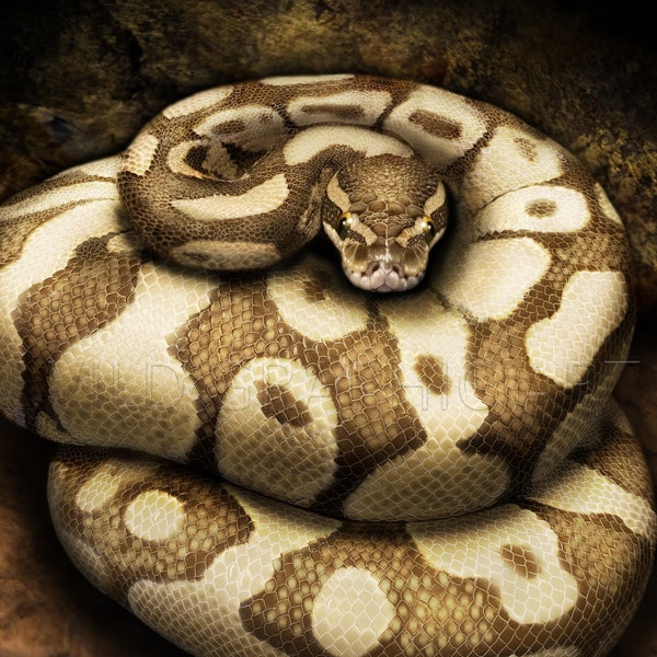 Ball Python - Etsy