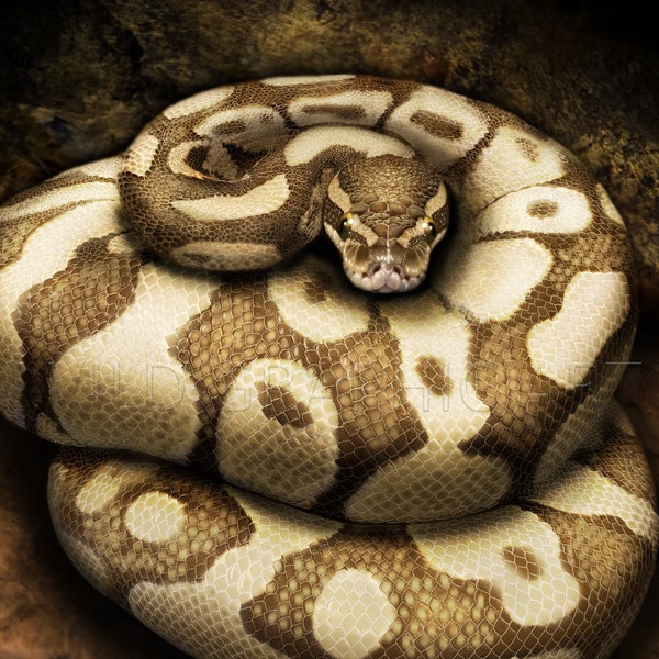 Pitón real realista, dibujo de serpiente realista, impresión de dibujo digital