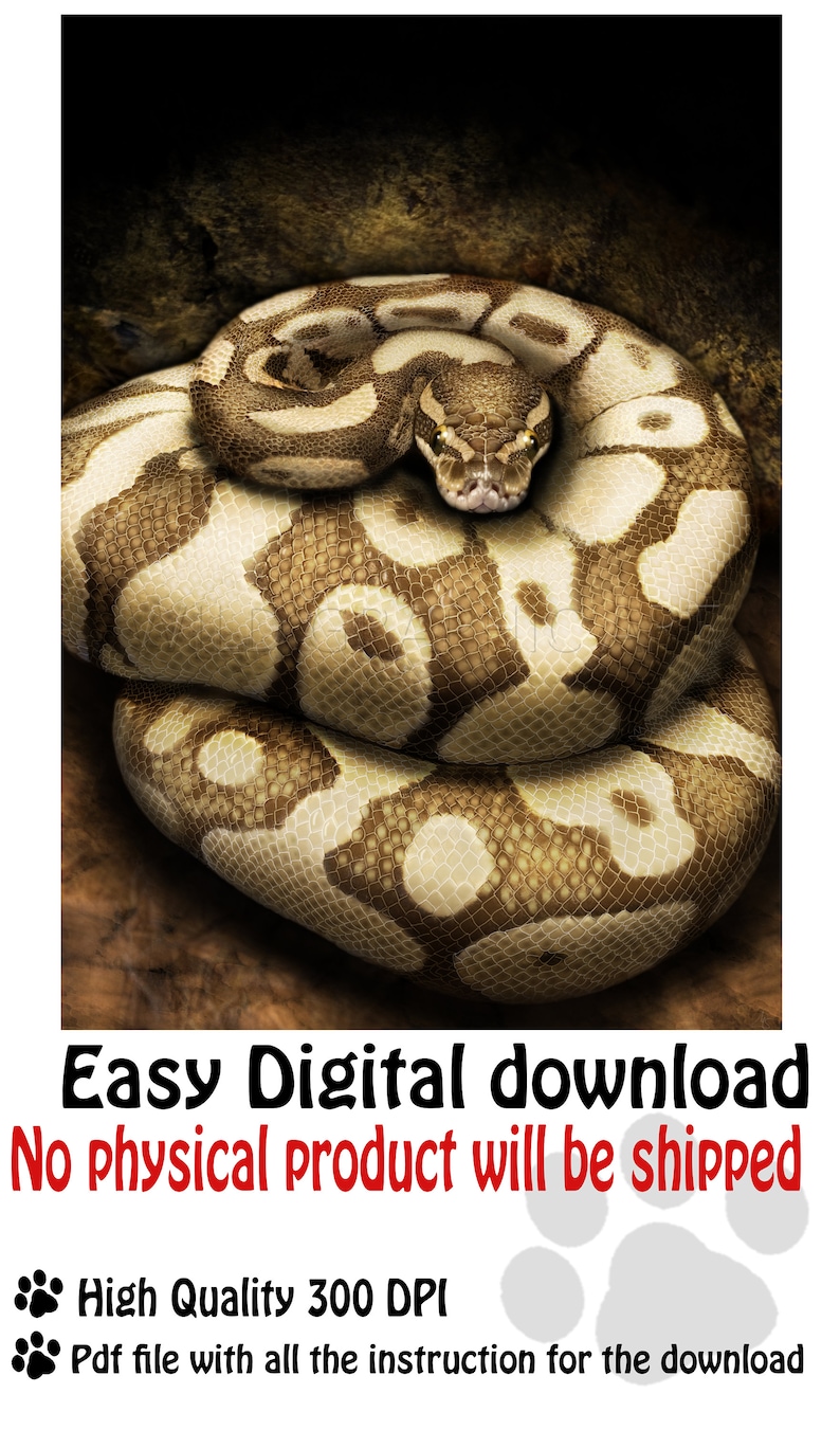Realistic Ball Python, Realistic Snake Drawing, Digital Print Drawing ...