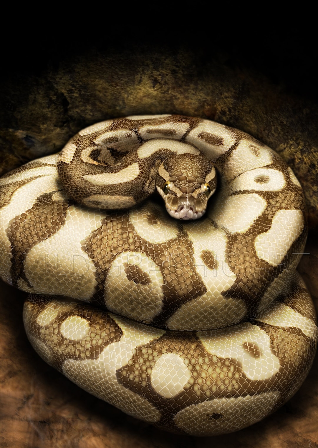 Realistic Ball Python, Realistic Snake Drawing, Digital Print Drawing ...