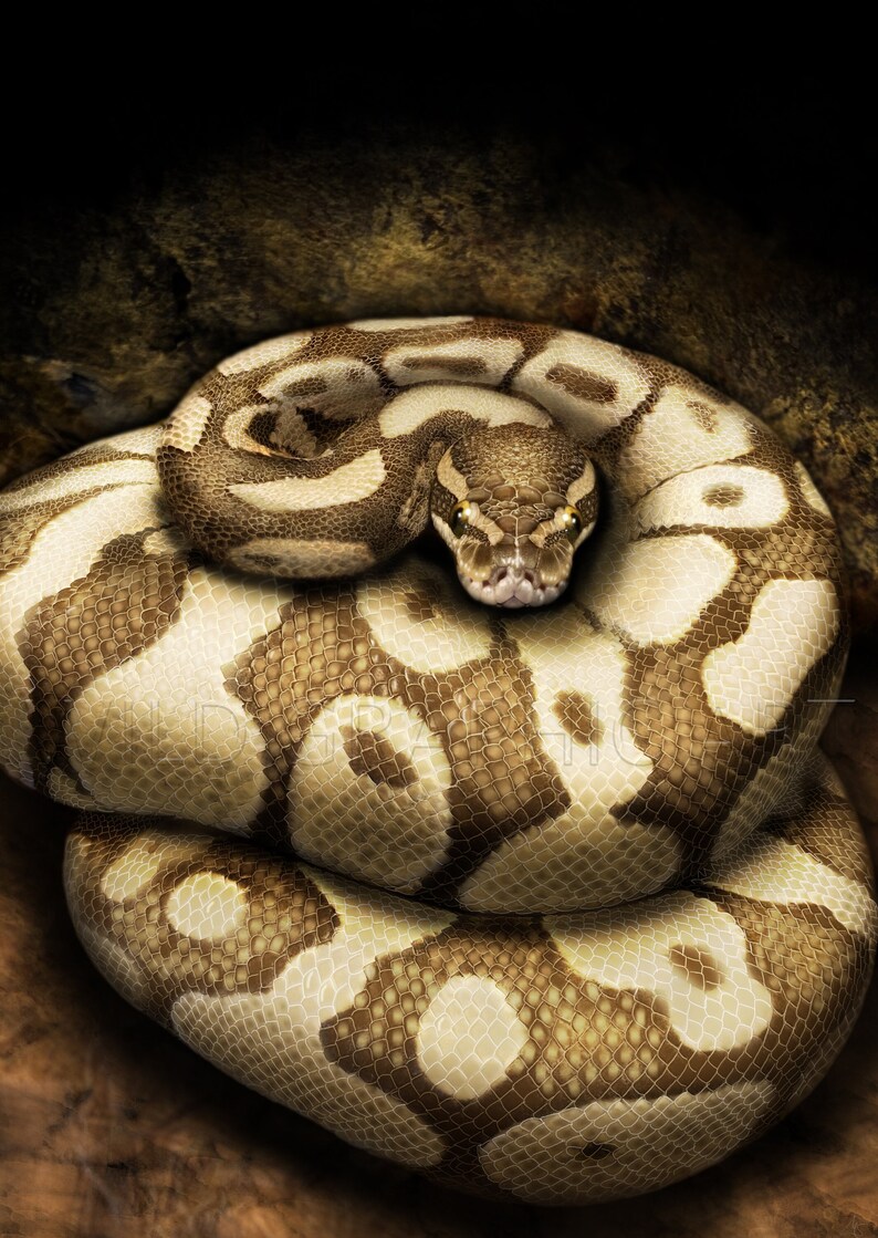 Realistic Ball Python, Realistic Snake Drawing, Digital Print Drawing ...