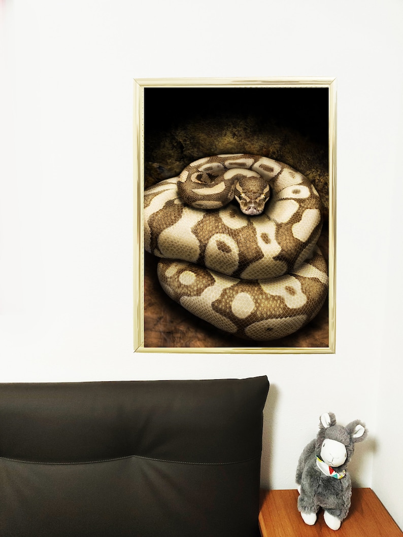 Realistic Ball Python, Realistic Snake Drawing, Digital Print Drawing ...