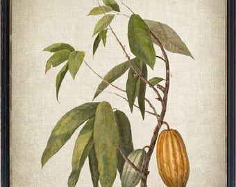 Cacao Tree Art Print Etsy