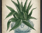 Succulent Print, American Aloe Plant Vintage Illustration, Botanical Wall Art Printable, INSTANT DOWNLOAD