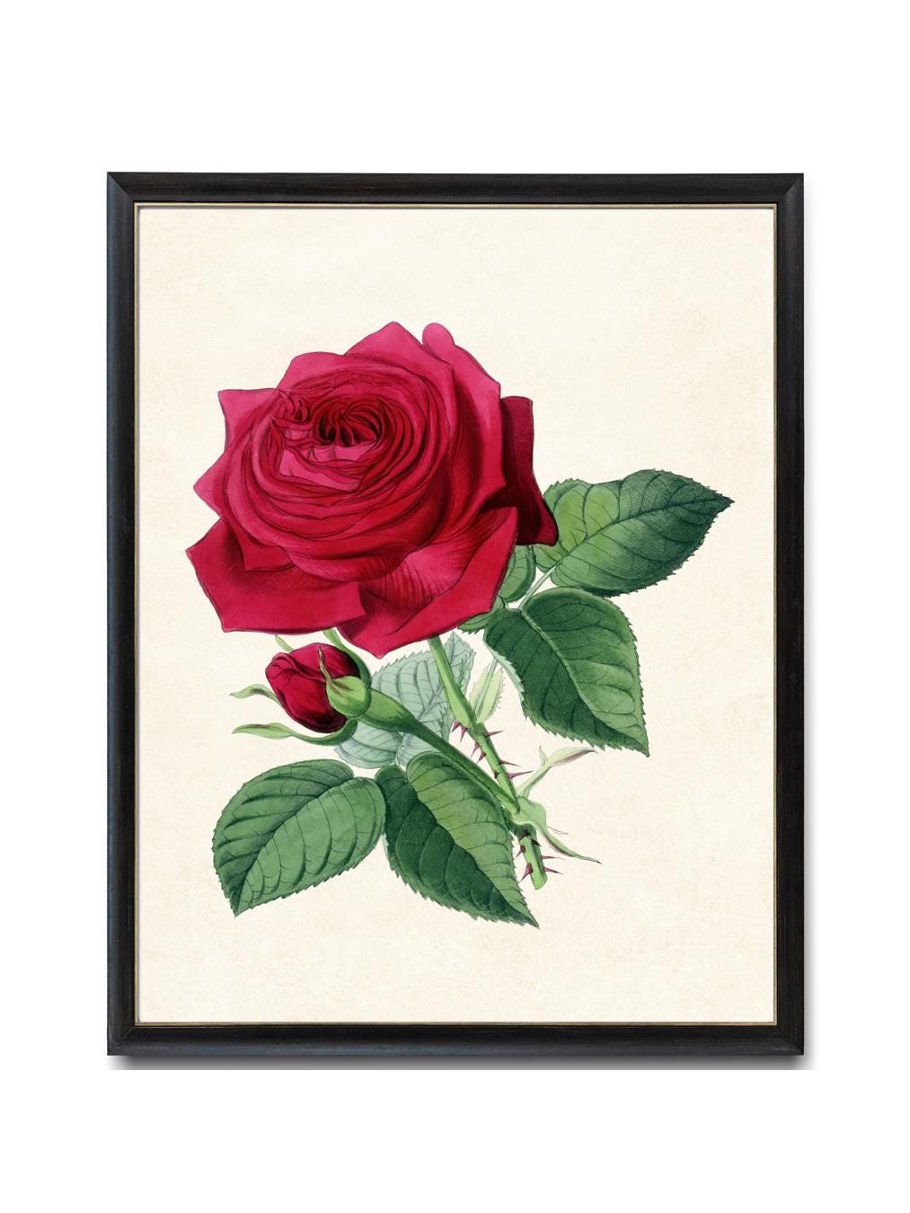 Red Rose Digital Art Print, Vintage Flower Illustration, Printable