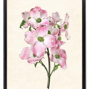 Pink Dogwood Printable, 'Cornus florida rubra' vintage Illustration, Botanical Wall Art Print INSTANT DOWNLOAD