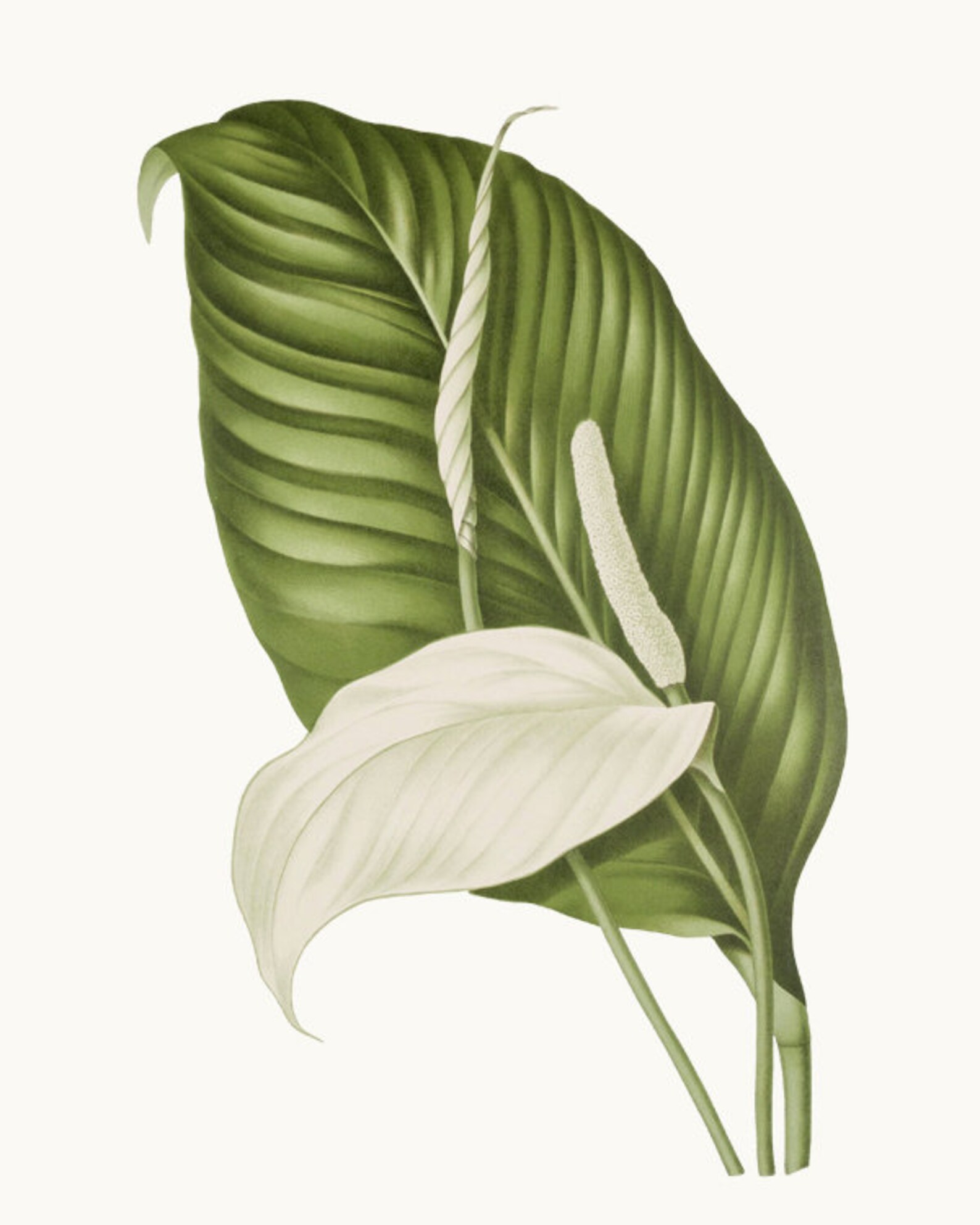 Peace Lily Botanical Clipart Digital Download Vintage Etsy