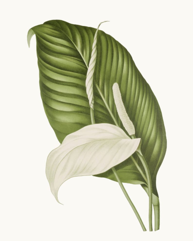 Peace Lily Botanical Clipart Digital Download Vintage image 1