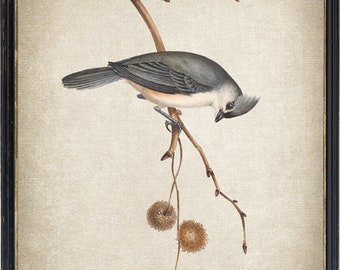 Bird Art Print, 'Tufted Titmouse' Illustrazione Vintage, Minimalist Wall Art Stampabile INSTANT DOWNLOAD