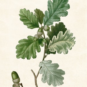 May include: A close-up of an oak tree branch with green leaves and acorns. The acorns are green and brown and have a cap on top. The branch is against a white background.