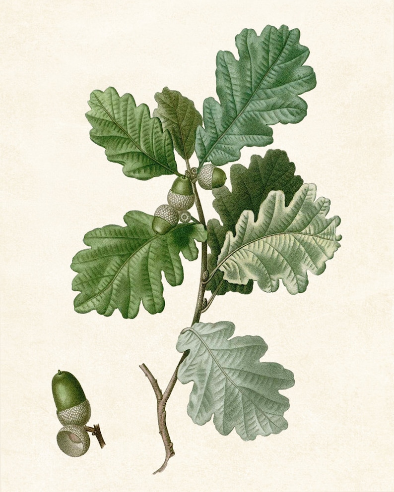 May include: A close-up of an oak tree branch with green leaves and acorns. The acorns are green and brown and have a cap on top. The branch is against a white background.