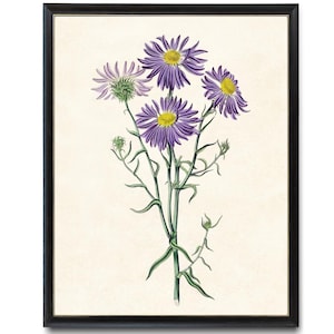 Chilean Aster Floral Art Print, Digital Download, Vintage Flower Illustration, Printable Purple Flowers Botanical Illustration