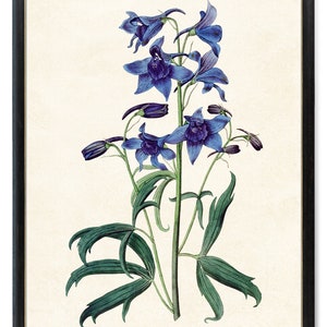 Print Up To 24x30 Inches Larkspur Flowers Digital Art Print, Vintage Botanical Illustration, Printable Delphinium Wall Art INSTANT DOWNLOAD