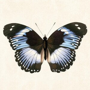 May include: A detailed illustration of a butterfly with open wings. The butterfly features black, white, and light blue markings. The wings have a delicate pattern, and the body is a dark brown color. The background is a light beige.