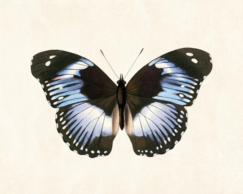 May include: A detailed illustration of a butterfly with open wings. The butterfly features black, white, and light blue markings. The wings have a delicate pattern, and the body is a dark brown color. The background is a light beige.