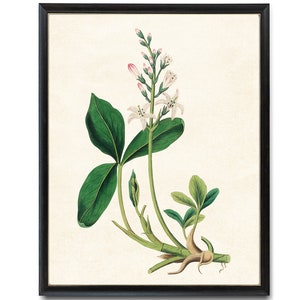Digital Download 8x10 Art Print / Bogbean Plant Vintage Botanical Illustration Printable Wall Art