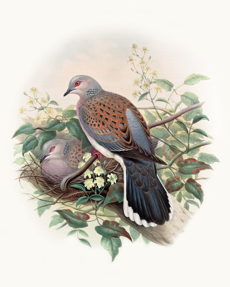 16x20 Turtle Dove Printable Vintage Bird Illustration Large | Etsy