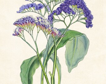 紫色のスターチスの花のデジタルアートプリント、ヴィンテージフラワー