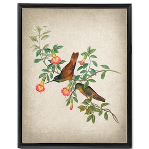 Impression numérique d'oiseaux et de plantes, Illustration vintage de colibri « Golden Star Frontlet », Art mural imprimable TÉLÉCHARGEMENT IMMÉDIAT