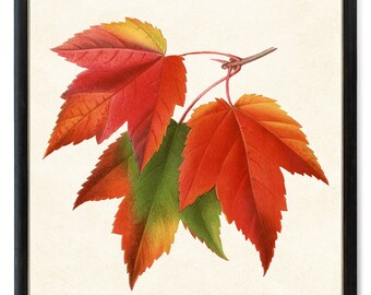 Print Up To 24x30 Inches Red Maple Leaves Digital Print, Vintage Illustration, Fall Leaf Botanical Wall Art Printable INSTANT DOWNLOAD