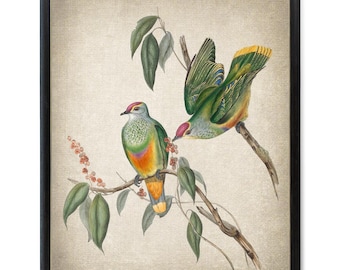 Arte imprimible de paloma de la fruta, ilustración vintage, arte mural de historia natural de aves y botánica, aves, descarga instantánea