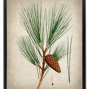Può includere: Un'illustrazione botanica vintage di un ramo di pino con aghi verdi e una pigna marrone. L'illustrazione è su uno sfondo beige.