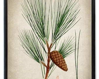 Print Up To 24x30 Inches Yellow Pine Digital Print, Vintage Botanical Illustration, Evergreen Plant Study, LG Wall Art INSTANT DOWNLOAD