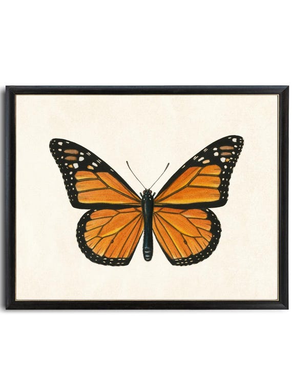 Monarch Butterfly Printable Art, Vintage Insect Illustration, Natural History, Minimal Wall Art Decor INSTANT DOWNLOAD