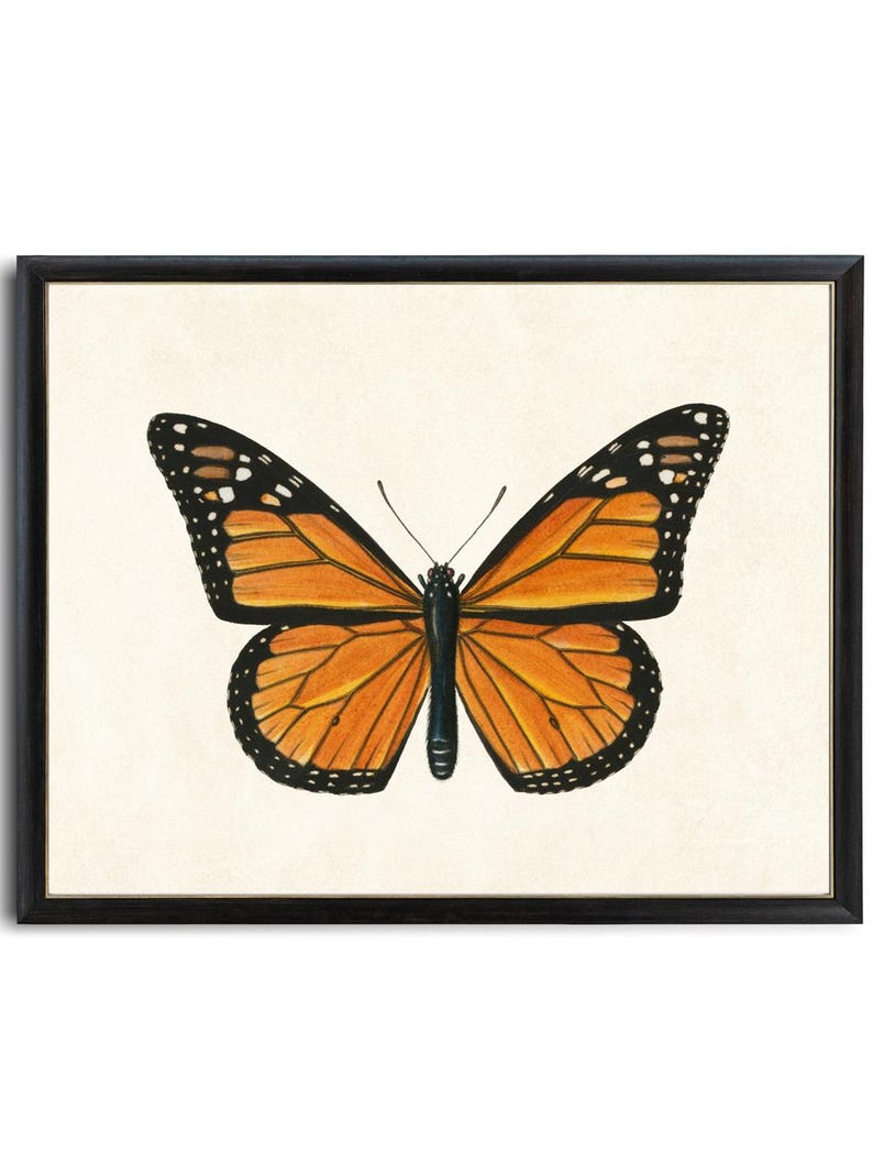Art imprimable papillon monarque, illustration d'insecte vintage, histoire naturelle, décoration d'art murale minimale TÉLÉCHARGEMENT IMMÉDIAT image 1