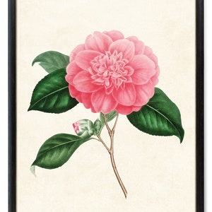 Print Up To 24x30 Inches Pink Camellia Digital Print, Vintage Flower Illustration, Printable Botanical Wall Art INSTANT DOWNLOAD