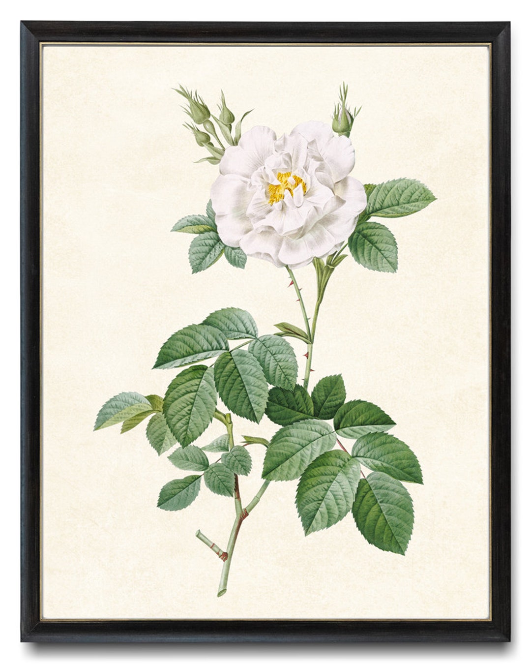 White Rose Printable, P.J. Redoute Antique Flower Illustration ...