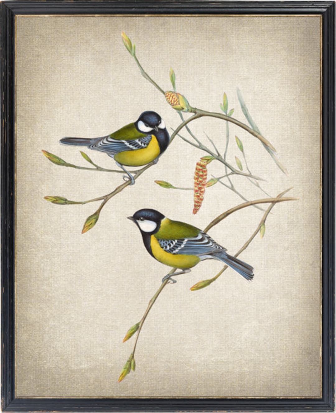 アート・デザイン・音楽 CLASSIC NATURAL HISTORY PRINTS BIRDS Print up to 24x30 Inches, Mountain Tit Birds Printable, Vintage