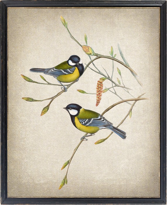 Print up to 24x30 Inches, Mountain Tit Birds Printable, Vintage