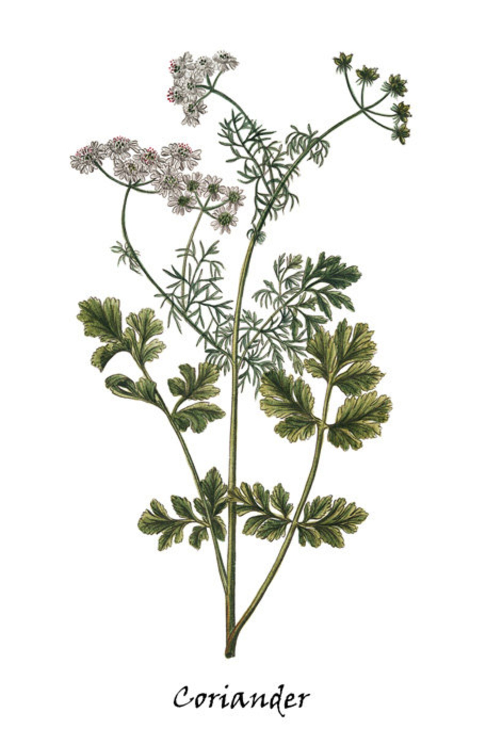 Kitchen Herb Printables 4x6 Inch Set of 16 Antique - Etsy