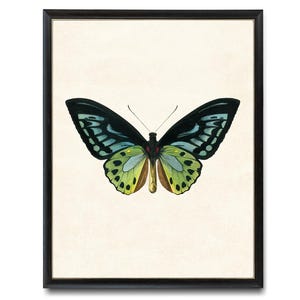 Green Birdwing Butterfly Printable Art, Vintage Insect Illustration, Natural History, Minimal Wall Art Decor INSTANT DOWNLOAD
