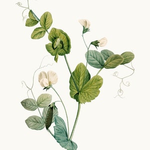 Gewone tuinerwt afdrukbare clipart, P.J. Redoute vintage illustratie, commercieel gebruik, transparante achtergrond PNG-bestand INSTANT DOWNLOAD