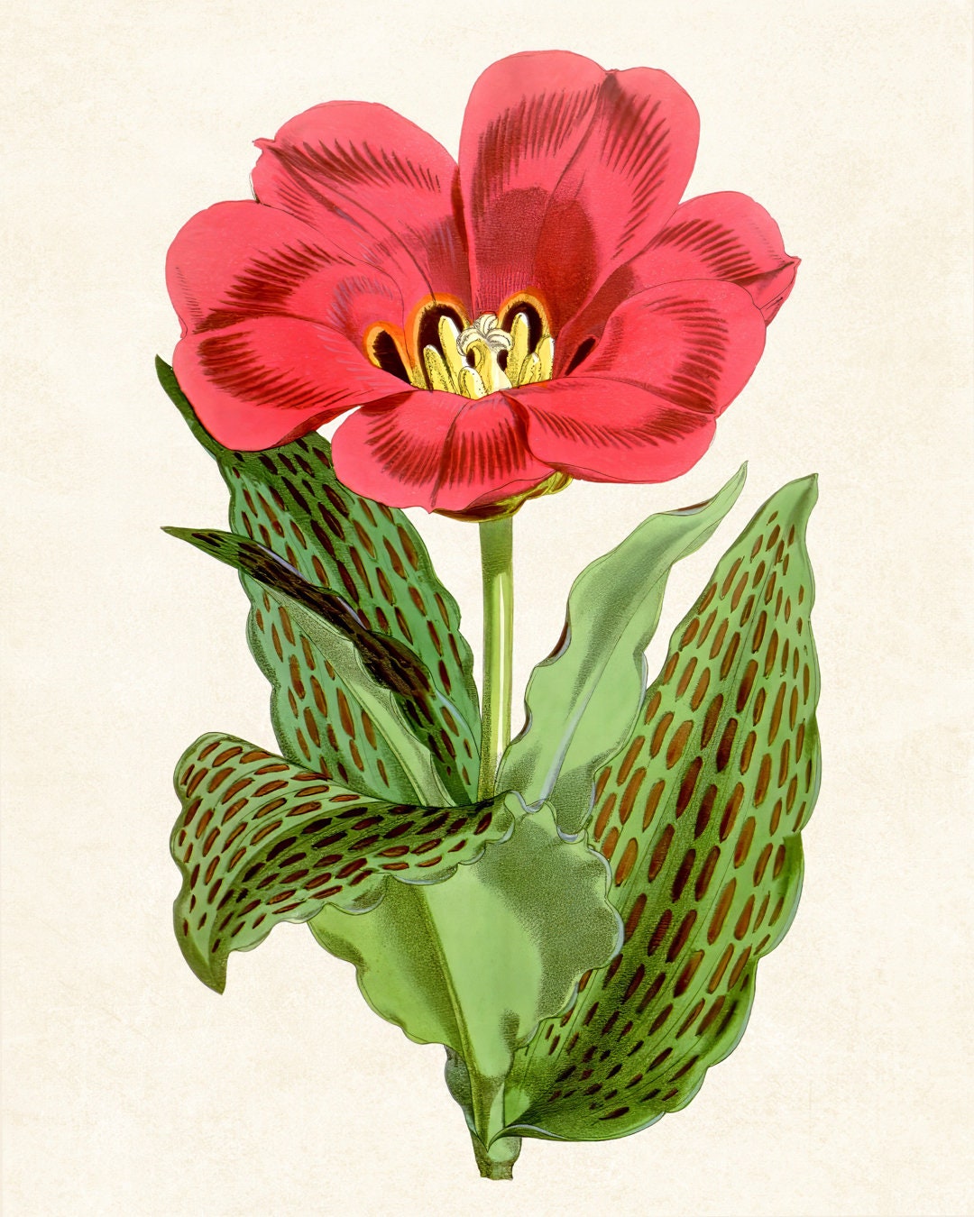 Red Tulip Digital Print, Vintage Illustration, Printable Spring Flower ...