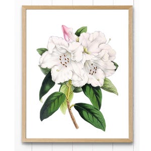 White Flowers Digital Print, Vintage Flower Illustration, Rhododendron &#39;Princess Alice&#39; Printable Wall Art INSTANT DOWNLOAD