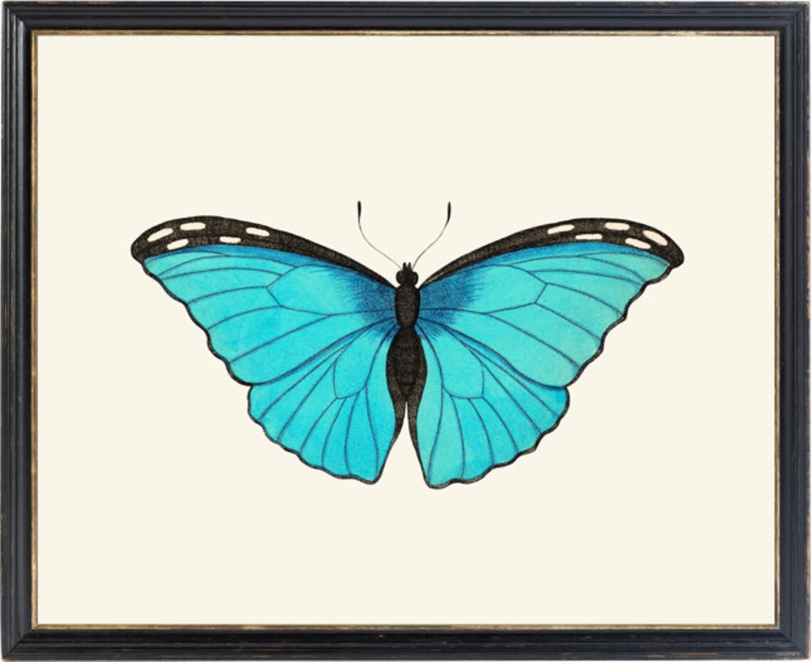 Blue Morpho Butterfly Printable Art Vintage Insect - Etsy