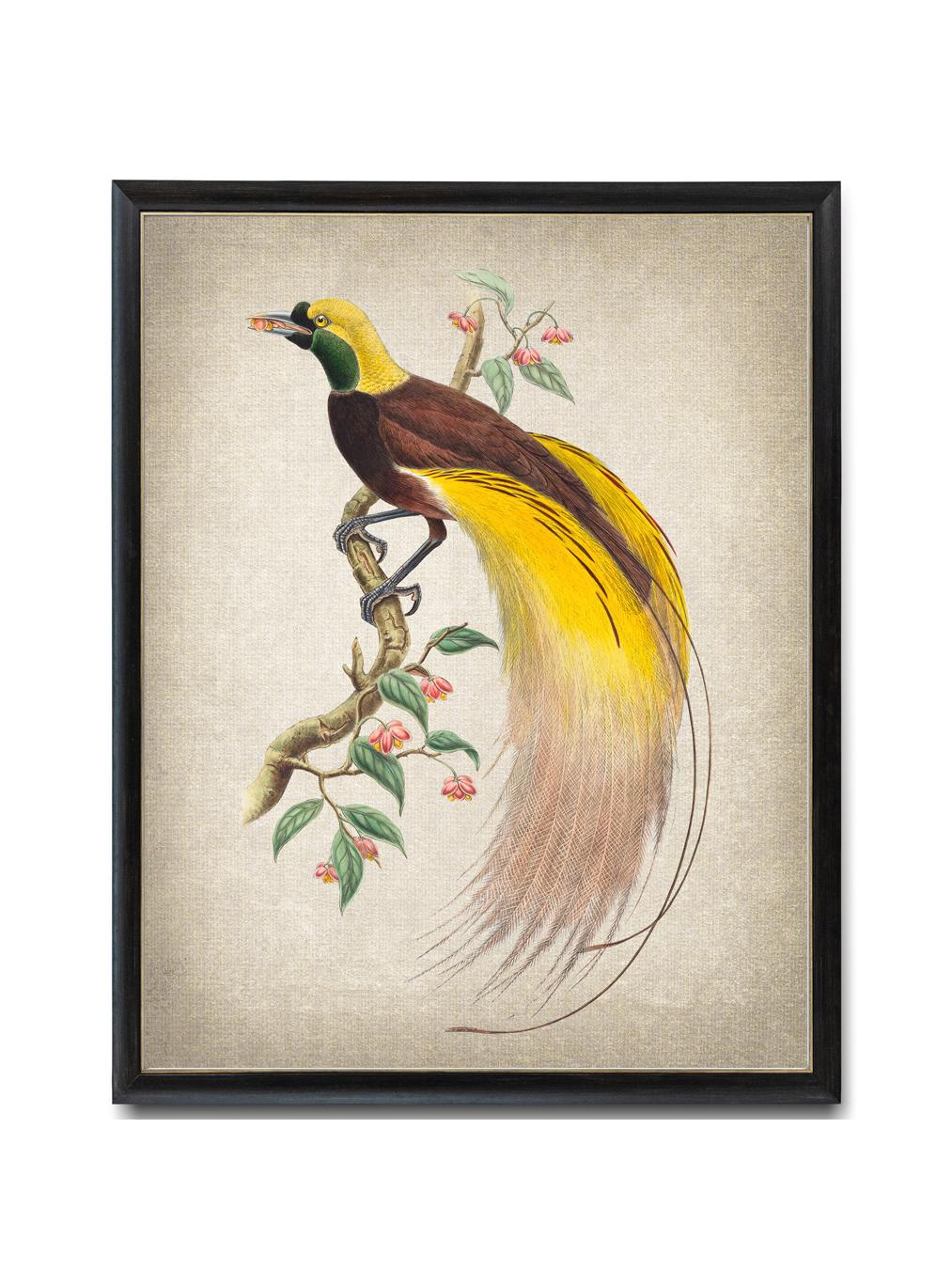 極楽鳥のプリント、ヴィンテージイラスト、自然史の鳥の壁アート