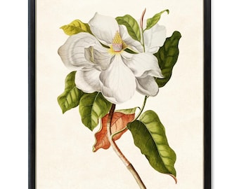 Impression d'art magnolia blanc, Illustration vintage, magnolia du sud imprimable téléchargement numérique instantané