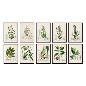 Herb Studies Set of 10 Printables, Vintage Herbal Botany Illustrations, 5x7 Inch Prints Kitchen Decor INSTANT DOWNLOAD