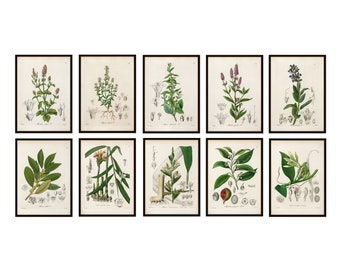 Herb Flowers Set of 9 Printables Vintage Herbal Botanical | Etsy