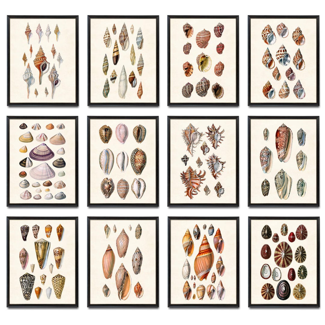 Set of 12 Shells, 8x10 Digital Prints, Vintage Seashell Illustrations ...