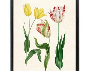 Tulips Printable, Antique Illustration, Spring Botanical Wall Art, Instant Download