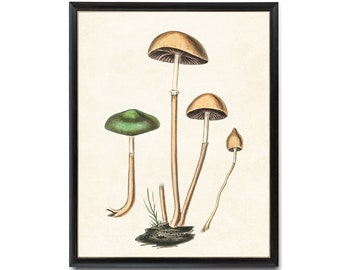 May include: A vintage botanical illustration of four mushrooms with brown and green caps. The mushrooms are depicted with detailed shading and are set against a white background.