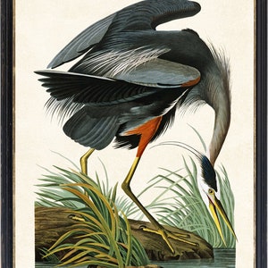 May include: A framed print of a Great Blue Heron. The bird is depicted with dark gray and blue feathers, orange accents, and yellow legs. It is standing near water and tall green grass. The frame is black.
