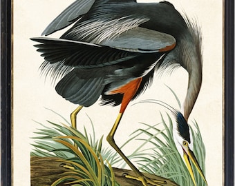 Könnte beinhalten: Ein gerahmter Druck eines Graureihers. Der Vogel ist mit dunkelgrauen und blauen Federn, orangefarbenen Akzenten und gelben Beinen dargestellt. Er steht in der Nähe von Wasser und hohem grünen Gras. Der Rahmen ist schwarz.
