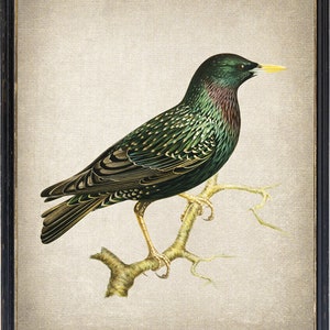 European Starling Bird Printable, Vintage Illustration, Ornithology Natural History, Wall Art Print INSTANT DOWNLOAD